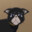 鳥さん