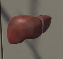 外科研究院的3D骨骼（Surgical Study and 3D Skeletons for Medical School Students ）