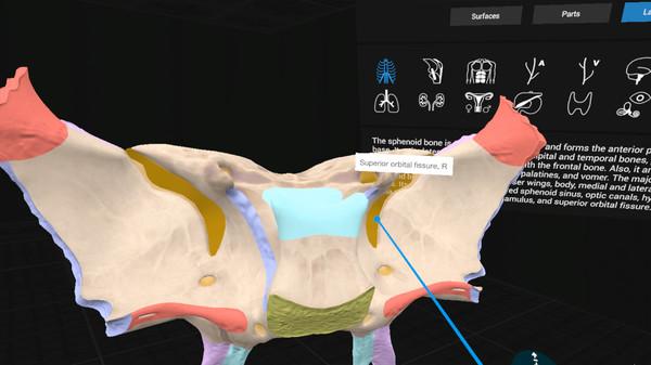 日常解剖学VR（Everyday Anatomy VR）