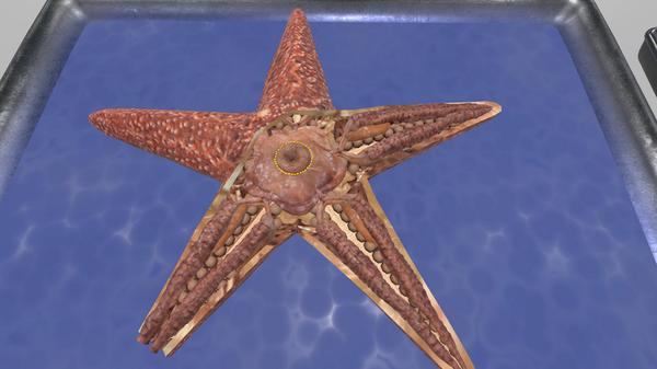 解剖无脊椎动物（VR Squid and Seastar Dissection）- Oculus Quest游戏
