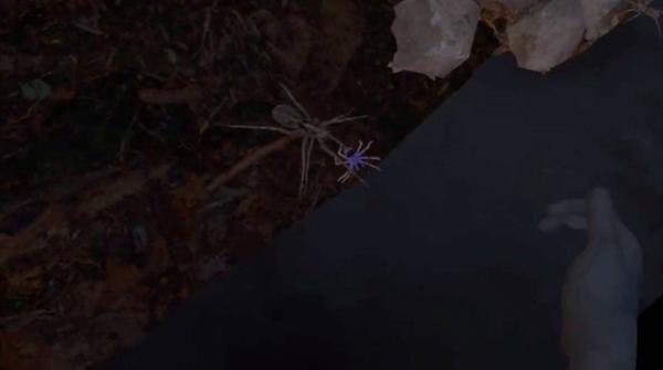 蜘蛛体验（Relaxed spiders experience）- Meta Quest游戏
