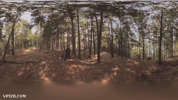 【360° VR】熊
