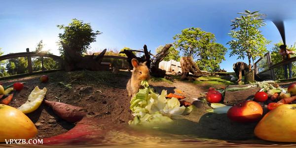 【360° VR】萌兔吃播上线