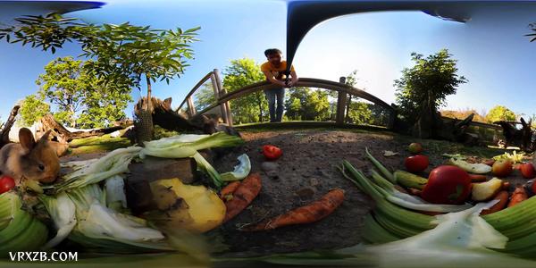 【360° VR】萌兔吃播上线