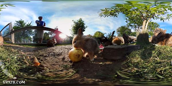 【360° VR】萌兔吃播上线