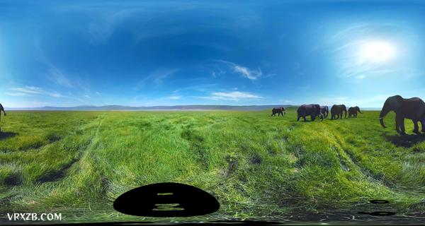【360° VR】被野生大象包围