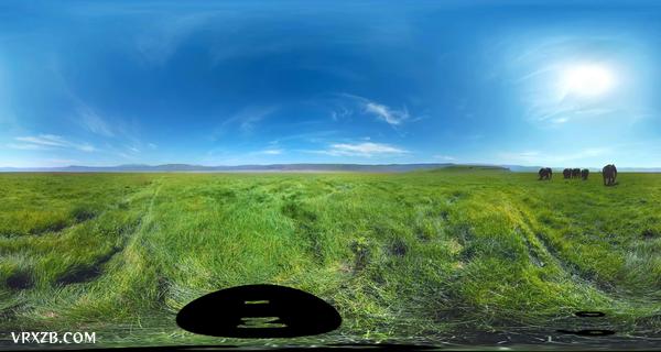 【360° VR】被野生大象包围