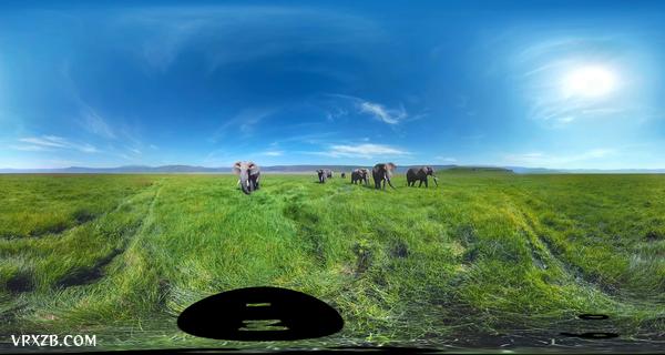 【360° VR】被野生大象包围