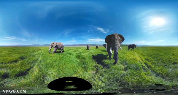 【360° VR】被野生大象包围