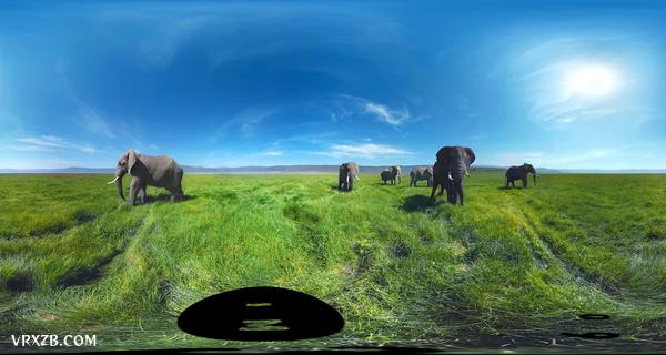 【360° VR】被野生大象包围