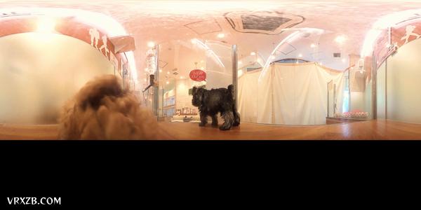 【360° VR】都说了不是毛绒玩具，汪~