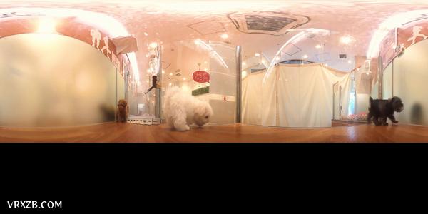 【360° VR】都说了不是毛绒玩具，汪~