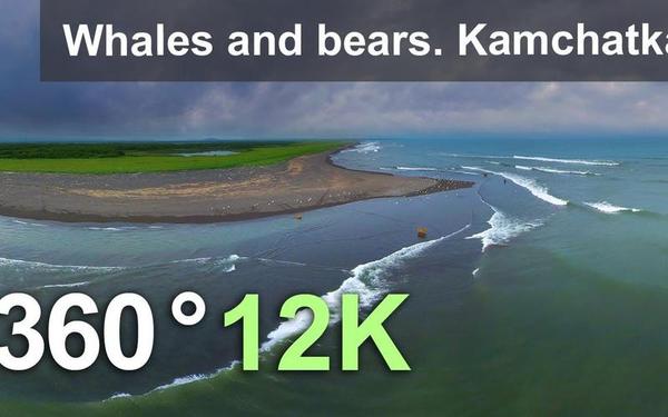 【360° VR】鲸鱼和熊。俄罗斯白令海东海岸堪察加半岛。12K空中360视频