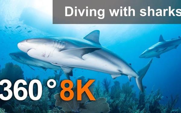 【360° VR】与鲨鱼一起潜水,8K水下视频