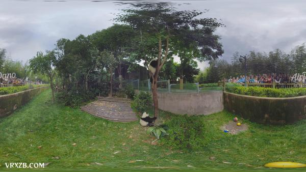 【360° VR】中国成都熊猫基地,8K航拍视频