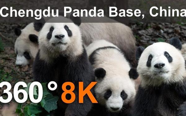 【360° VR】中国成都熊猫基地,8K航拍视频